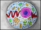 Science Plus Drawing: “Illustrate a Cell”