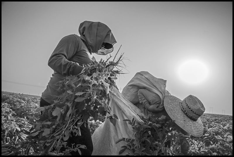 Trabajamos/We Work: In the Fields of the North Photographs by David Bacon